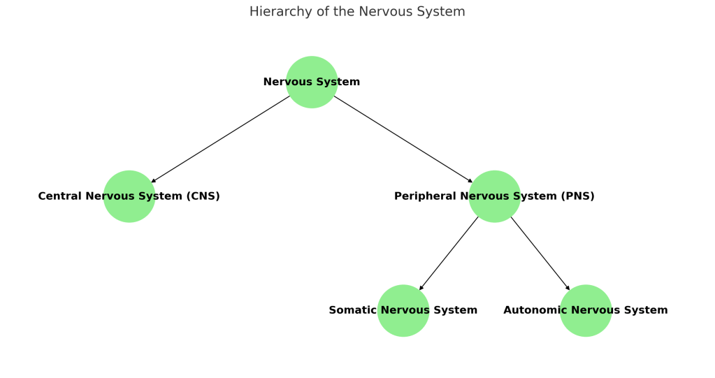 Our nervous system.