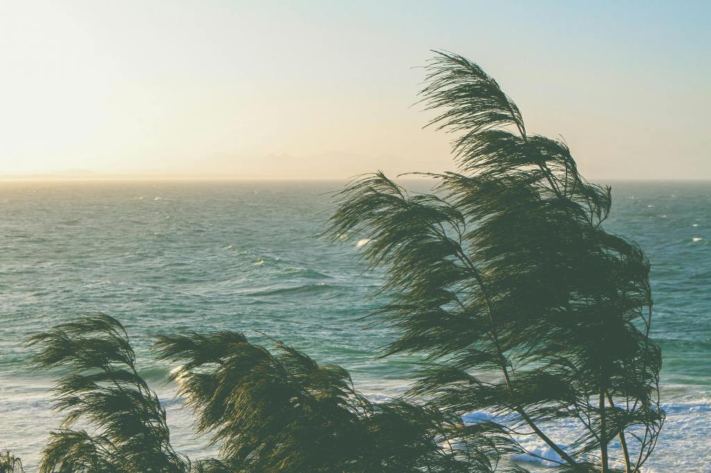 Rugged but flexible trees. (Pexels)